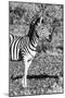 Awesome South Africa Collection B&W - Burchell's Zebra Portrait I-Philippe Hugonnard-Mounted Photographic Print