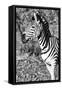 Awesome South Africa Collection B&W - Burchell's Zebra Portrait II-Philippe Hugonnard-Framed Stretched Canvas