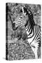 Awesome South Africa Collection B&W - Burchell's Zebra Portrait II-Philippe Hugonnard-Stretched Canvas