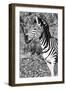 Awesome South Africa Collection B&W - Burchell's Zebra Portrait II-Philippe Hugonnard-Framed Photographic Print