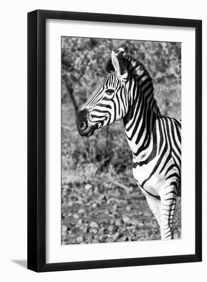 Awesome South Africa Collection B&W - Burchell's Zebra Portrait II-Philippe Hugonnard-Framed Photographic Print