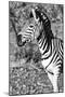 Awesome South Africa Collection B&W - Burchell's Zebra Portrait II-Philippe Hugonnard-Mounted Photographic Print