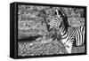 Awesome South Africa Collection B&W - Burchell's Zebra Portrait III-Philippe Hugonnard-Framed Stretched Canvas