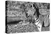 Awesome South Africa Collection B&W - Burchell's Zebra Portrait III-Philippe Hugonnard-Stretched Canvas