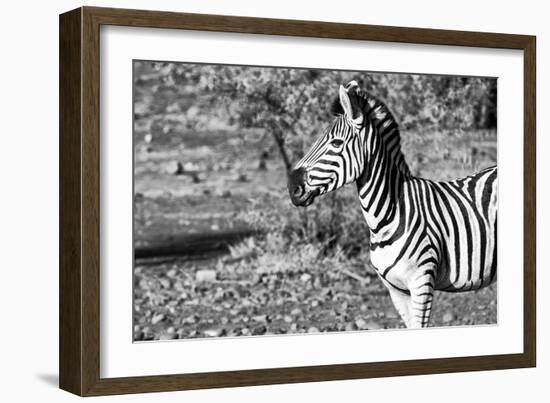 Awesome South Africa Collection B&W - Burchell's Zebra Portrait III-Philippe Hugonnard-Framed Photographic Print