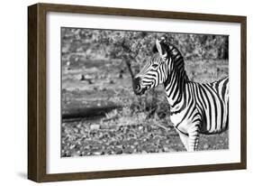 Awesome South Africa Collection B&W - Burchell's Zebra Portrait III-Philippe Hugonnard-Framed Photographic Print