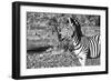 Awesome South Africa Collection B&W - Burchell's Zebra Portrait III-Philippe Hugonnard-Framed Photographic Print