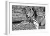 Awesome South Africa Collection B&W - Burchell's Zebra Portrait III-Philippe Hugonnard-Framed Photographic Print