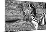 Awesome South Africa Collection B&W - Burchell's Zebra Portrait III-Philippe Hugonnard-Mounted Photographic Print