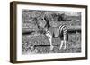 Awesome South Africa Collection B&W - Burchell's Zebra Portrait-Philippe Hugonnard-Framed Photographic Print