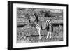 Awesome South Africa Collection B&W - Burchell's Zebra Portrait-Philippe Hugonnard-Framed Photographic Print