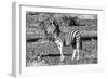 Awesome South Africa Collection B&W - Burchell's Zebra Portrait-Philippe Hugonnard-Framed Photographic Print