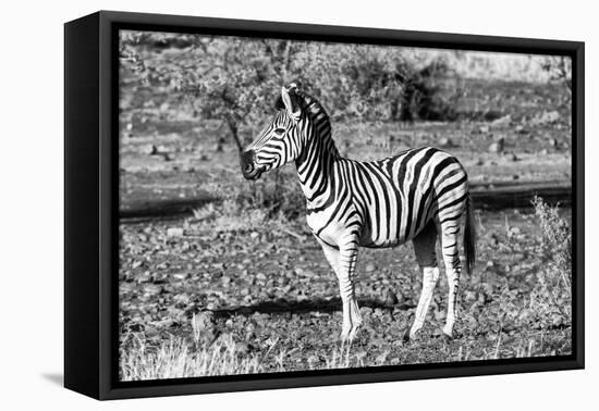 Awesome South Africa Collection B&W - Burchell's Zebra Portrait-Philippe Hugonnard-Framed Stretched Canvas