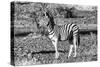 Awesome South Africa Collection B&W - Burchell's Zebra Portrait-Philippe Hugonnard-Stretched Canvas