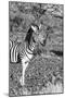 Awesome South Africa Collection B&W - Burchell's Zebra with Oxpecker II-Philippe Hugonnard-Mounted Photographic Print