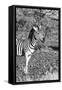 Awesome South Africa Collection B&W - Burchell's Zebra with Oxpecker II-Philippe Hugonnard-Framed Stretched Canvas