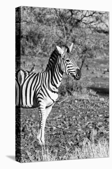 Awesome South Africa Collection B&W - Burchell's Zebra with Oxpecker II-Philippe Hugonnard-Stretched Canvas