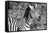 Awesome South Africa Collection B&W - Burchell's Zebra with Oxpecker III-Philippe Hugonnard-Framed Stretched Canvas