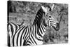 Awesome South Africa Collection B&W - Burchell's Zebra with Oxpecker III-Philippe Hugonnard-Stretched Canvas