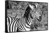Awesome South Africa Collection B&W - Burchell's Zebra with Oxpecker III-Philippe Hugonnard-Framed Stretched Canvas