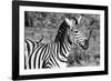 Awesome South Africa Collection B&W - Burchell's Zebra with Oxpecker III-Philippe Hugonnard-Framed Photographic Print