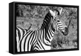 Awesome South Africa Collection B&W - Burchell's Zebra with Oxpecker III-Philippe Hugonnard-Framed Stretched Canvas