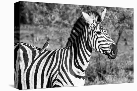 Awesome South Africa Collection B&W - Burchell's Zebra with Oxpecker III-Philippe Hugonnard-Stretched Canvas