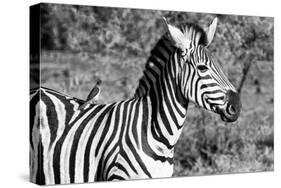 Awesome South Africa Collection B&W - Burchell's Zebra with Oxpecker III-Philippe Hugonnard-Stretched Canvas