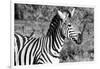 Awesome South Africa Collection B&W - Burchell's Zebra with Oxpecker III-Philippe Hugonnard-Framed Photographic Print