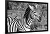 Awesome South Africa Collection B&W - Burchell's Zebra with Oxpecker III-Philippe Hugonnard-Framed Photographic Print