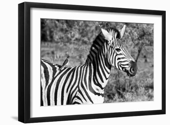 Awesome South Africa Collection B&W - Burchell's Zebra with Oxpecker III-Philippe Hugonnard-Framed Photographic Print