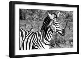 Awesome South Africa Collection B&W - Burchell's Zebra with Oxpecker III-Philippe Hugonnard-Framed Photographic Print