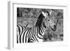 Awesome South Africa Collection B&W - Burchell's Zebra with Oxpecker III-Philippe Hugonnard-Framed Photographic Print