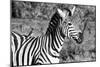 Awesome South Africa Collection B&W - Burchell's Zebra with Oxpecker III-Philippe Hugonnard-Mounted Photographic Print