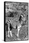 Awesome South Africa Collection B&W - Burchell's Zebra with Oxpecker IV-Philippe Hugonnard-Framed Stretched Canvas