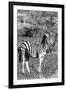 Awesome South Africa Collection B&W - Burchell's Zebra with Oxpecker IV-Philippe Hugonnard-Framed Premium Photographic Print