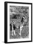 Awesome South Africa Collection B&W - Burchell's Zebra with Oxpecker IV-Philippe Hugonnard-Framed Photographic Print