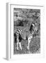 Awesome South Africa Collection B&W - Burchell's Zebra with Oxpecker IV-Philippe Hugonnard-Framed Photographic Print