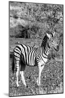 Awesome South Africa Collection B&W - Burchell's Zebra with Oxpecker IV-Philippe Hugonnard-Mounted Photographic Print