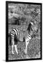 Awesome South Africa Collection B&W - Burchell's Zebra with Oxpecker IV-Philippe Hugonnard-Framed Photographic Print