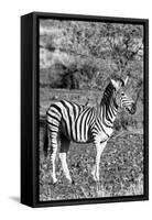 Awesome South Africa Collection B&W - Burchell's Zebra with Oxpecker IV-Philippe Hugonnard-Framed Stretched Canvas