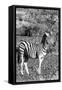 Awesome South Africa Collection B&W - Burchell's Zebra with Oxpecker IV-Philippe Hugonnard-Framed Stretched Canvas