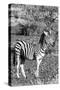 Awesome South Africa Collection B&W - Burchell's Zebra with Oxpecker IV-Philippe Hugonnard-Stretched Canvas