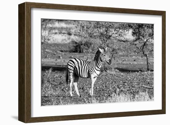 Awesome South Africa Collection B&W - Burchell's Zebra with Oxpecker-Philippe Hugonnard-Framed Photographic Print