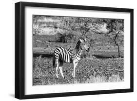 Awesome South Africa Collection B&W - Burchell's Zebra with Oxpecker-Philippe Hugonnard-Framed Photographic Print