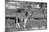 Awesome South Africa Collection B&W - Burchell's Zebra with Oxpecker-Philippe Hugonnard-Mounted Photographic Print