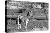 Awesome South Africa Collection B&W - Burchell's Zebra with Oxpecker-Philippe Hugonnard-Stretched Canvas