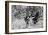 Awesome South Africa Collection B&W - Burchell's Zebra-Philippe Hugonnard-Framed Photographic Print