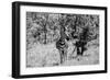 Awesome South Africa Collection B&W - Burchell's Zebra-Philippe Hugonnard-Framed Photographic Print