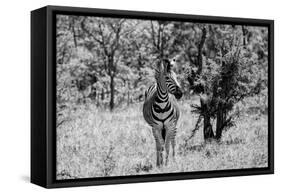 Awesome South Africa Collection B&W - Burchell's Zebra-Philippe Hugonnard-Framed Stretched Canvas